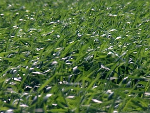 Beautiful, green fields of wheat, gently waving in the wind.