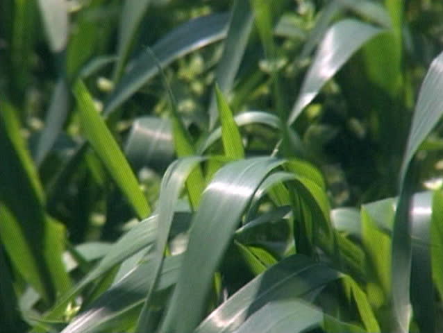 Stalks of green wheat waving in the wind