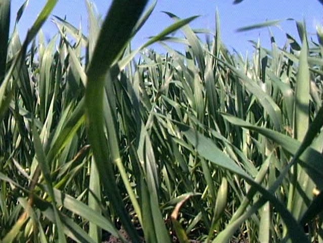 Beautiful, green fields of wheat, gently waving in the wind.