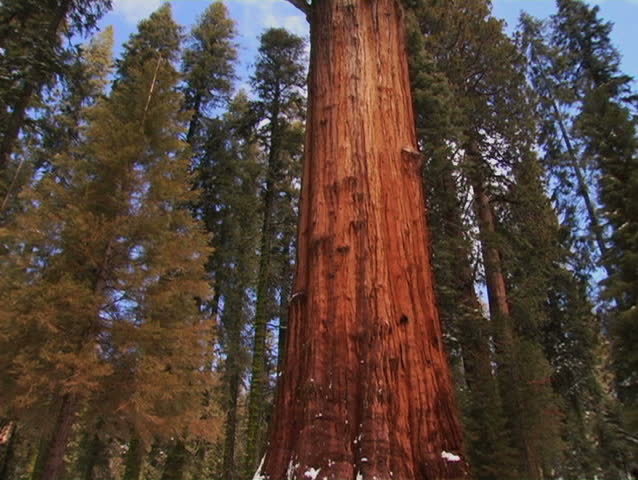 The camera pans up the biggest tree in the world, General Sherman, in Sequoia National Park. 