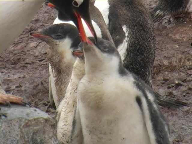 Gentoo penguins (Pygoscelis papua) with chicks.