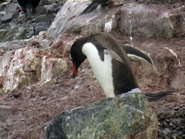 Gentoo penguin (Pygoscelis papua) 