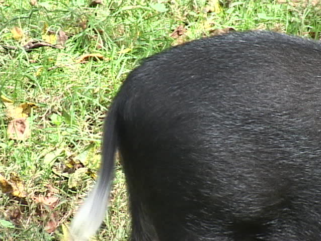 happy pot bellied pig tail wagging
