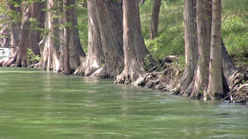 Video of a south Texas river lined with Cypress trees. Base of trees and trunks. Flowing water under canopy of limbs and branches. Beautiful scenery. 