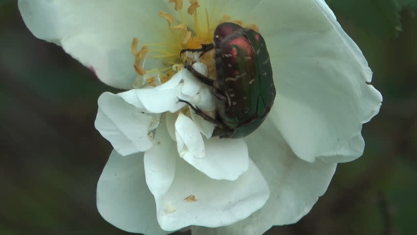 HD 1080 closeup shot of beetle in white roses.
