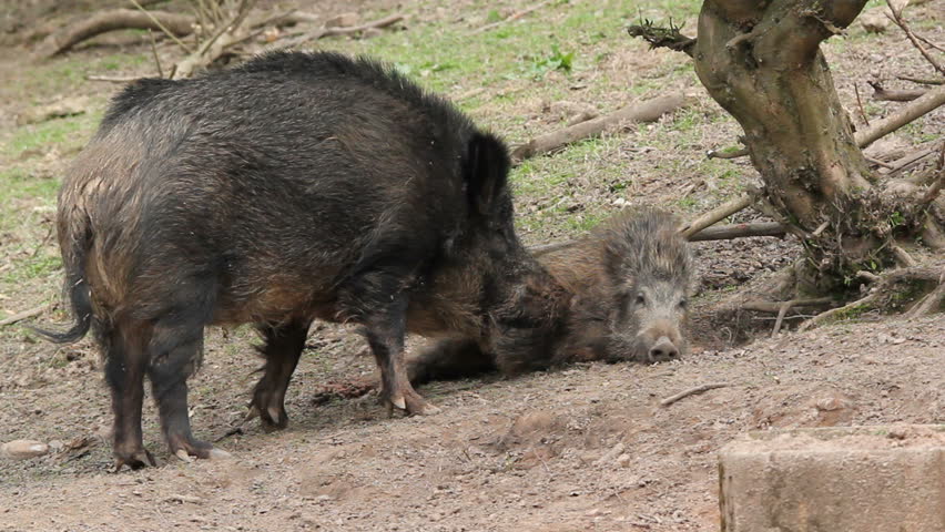 wild boars