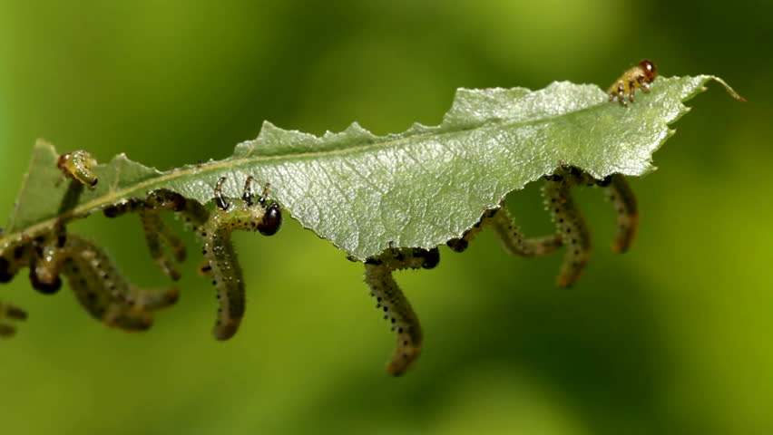 macro film of parasitic larva of fly Endelomyia aethios  eating rose tree leaves