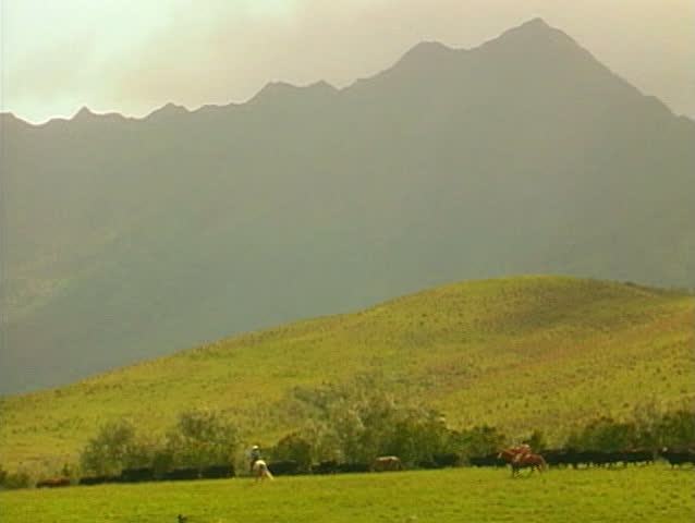 Moving cattle from one pasture to the next with huge mountain range in background.