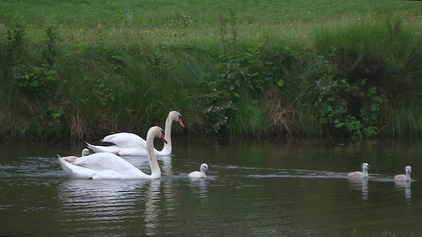 Swan family on pond