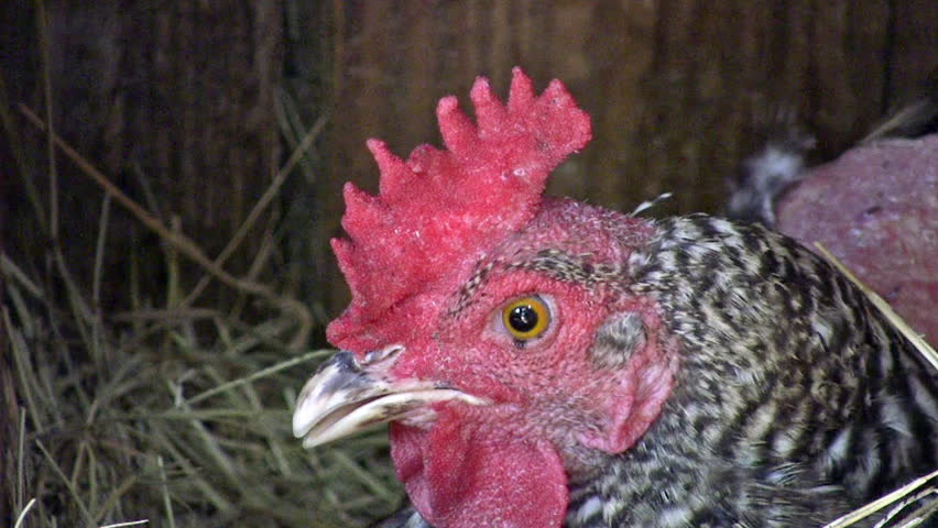Video of a chicken sitting in a box on eggs. Feathers worn out from farm life. Closeup of wooden box and dry hay grass nest. 