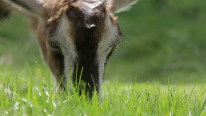 goat in a green summer
