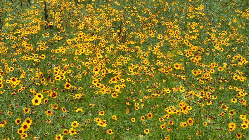 Yellow wildflowers grown and bloom densely together and are blown by the wind.