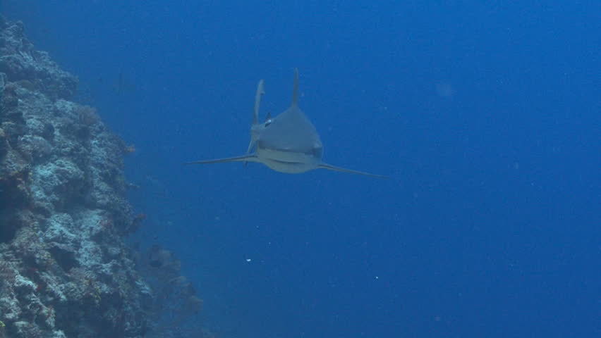 Shark swims at camera