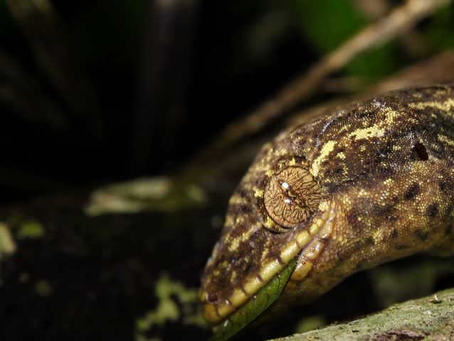 Turnip tailed gecko (Thecadactylus solimoensis) eating a katydid PAL ASPECT RATIO