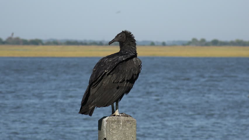 Header of American black vulture