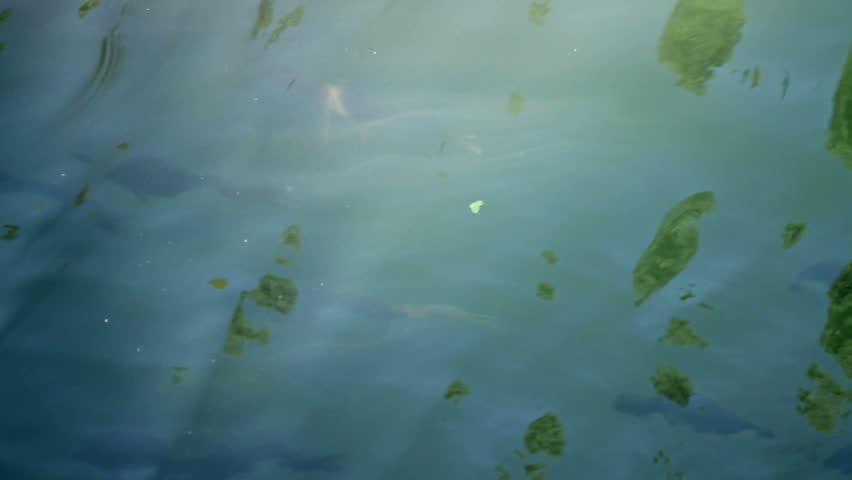 A group of Cyprinus Carpio (Carp) swims against the river flow in their natural habitat