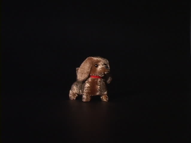 toy dachshund guard dog yapping and moving
