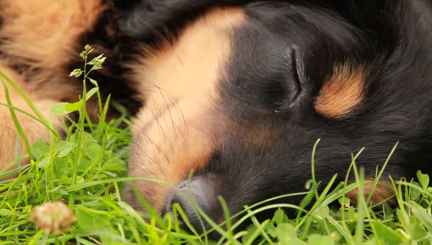 Young cute puppy