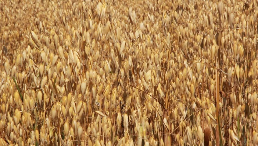 Wheat field, close-up