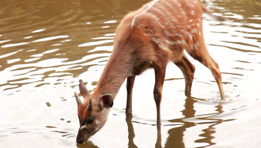 Antilope drinking water