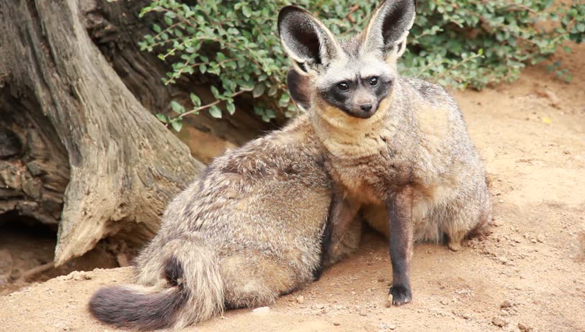 Long ears animal