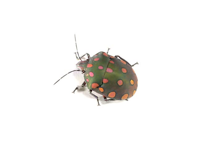 brightly coloured hemipteran bug from rainforest, Ecuador