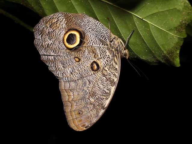 Owl butterfly (Caligo eurilochus). Roosting at night In tropical rainforest, Ecuador