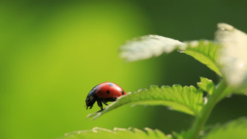Ladybug on green fresh leaf. Close-up