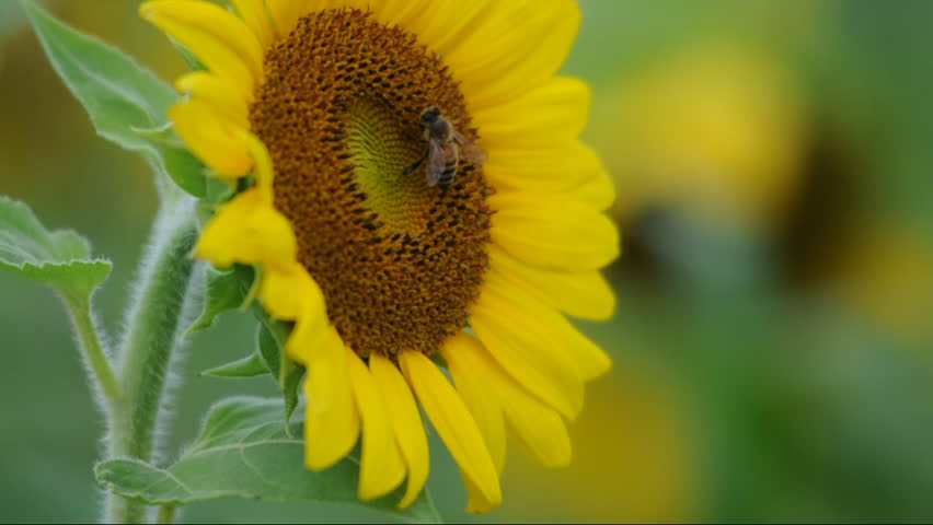 honeybee collects pollen on sunflower in field