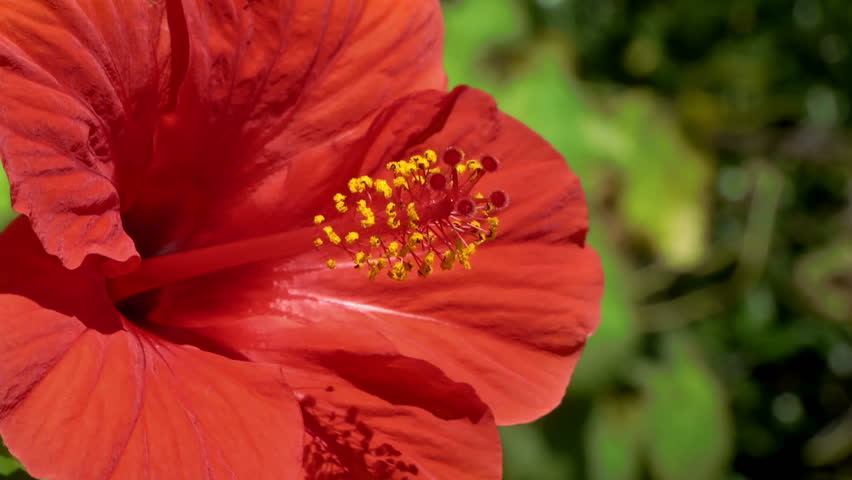Close up of Hibiscus