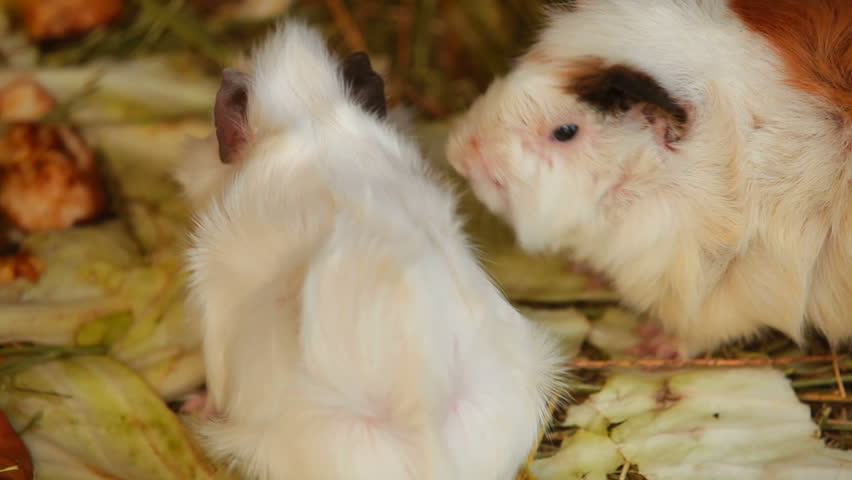 Fluffy the guinea pig. Cute and furry guinea pig. Close-up.