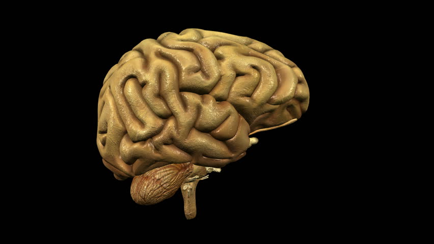 photo-realistic looping brain animation with alpha matte 