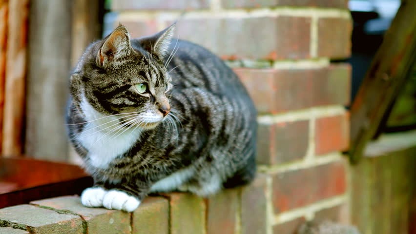 Tortoiseshell cat with green eyes sitting on a brick wall