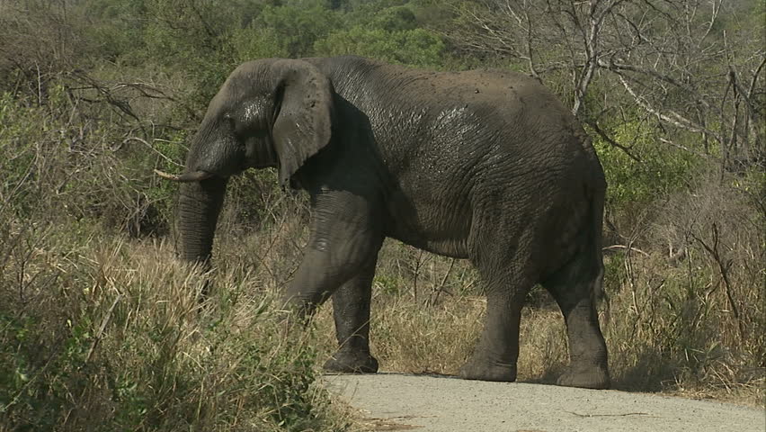 Elephant wet with mud