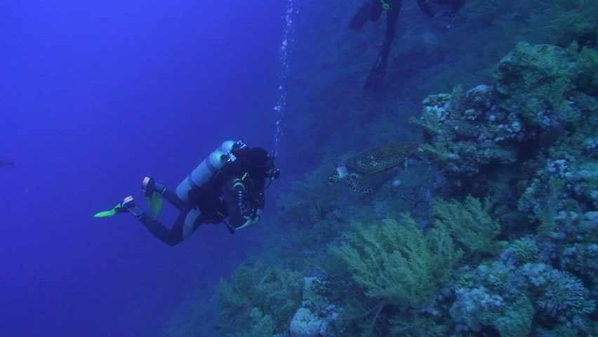 Scuba diver observing and close to a Hawksbill turtle (Eretmochelys imbricata), Approach shot.