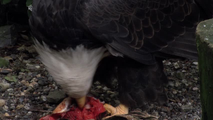 Eagle Devouring his Prey