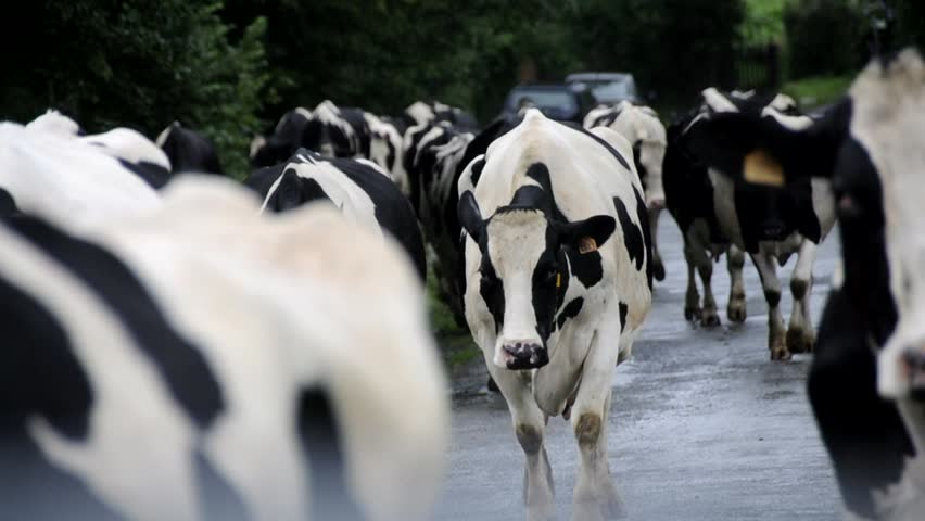 Cows walking on the street