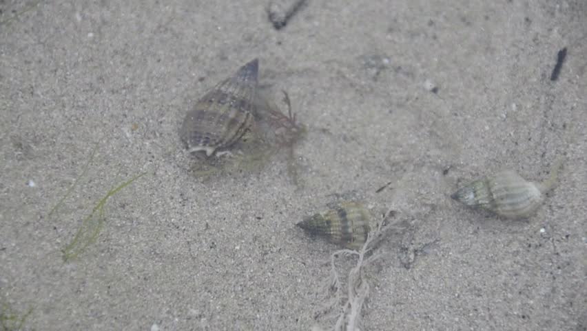 hermit crab moving