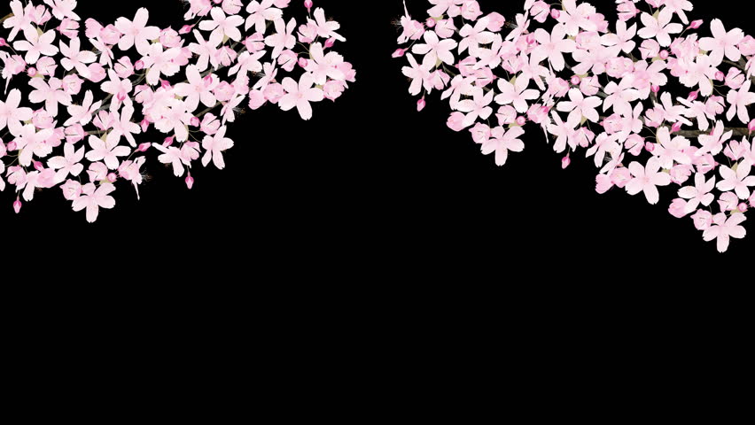 Cherry blossom.