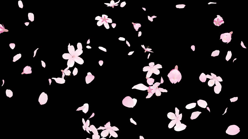 Cherry blossom.
