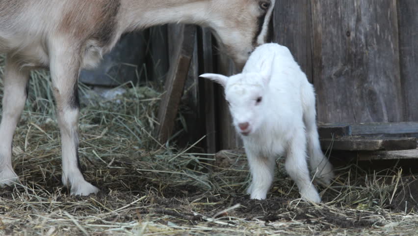 Goat and kid. Summer. A farm.