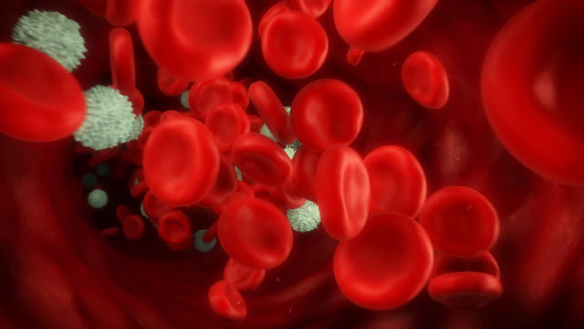 blood cells traveling through a vein.