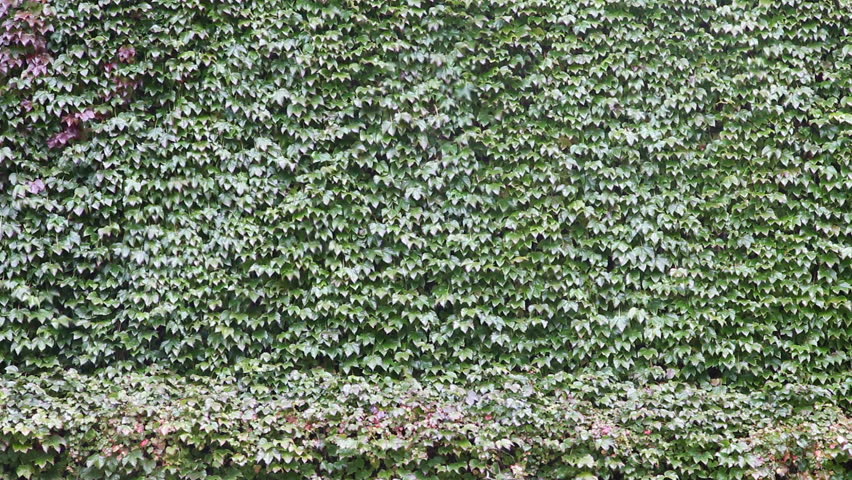 wall overgrown with ivy on a windy day 