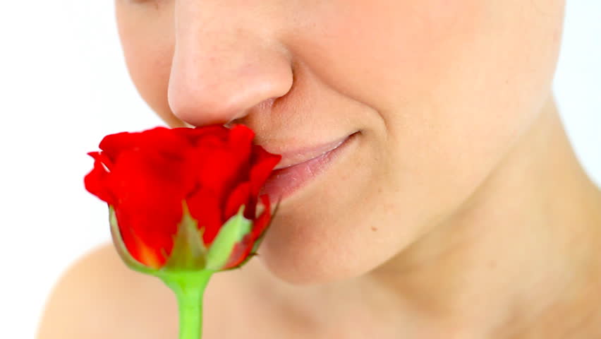 Smelling rose, isolated