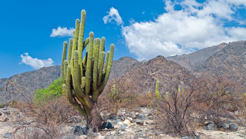 Large cardon cactus (pachycereus pringlei) at an arid, desert-like landscape in front of a mountain chain; Salta province, Argentina; time-lapse (1080p25, Can. 7D).
