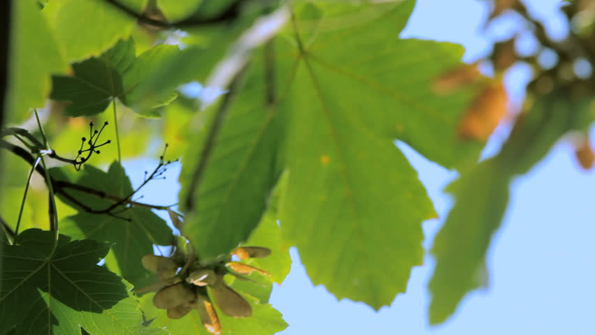 Green maple leaves. Maple leaves against the blue sky.