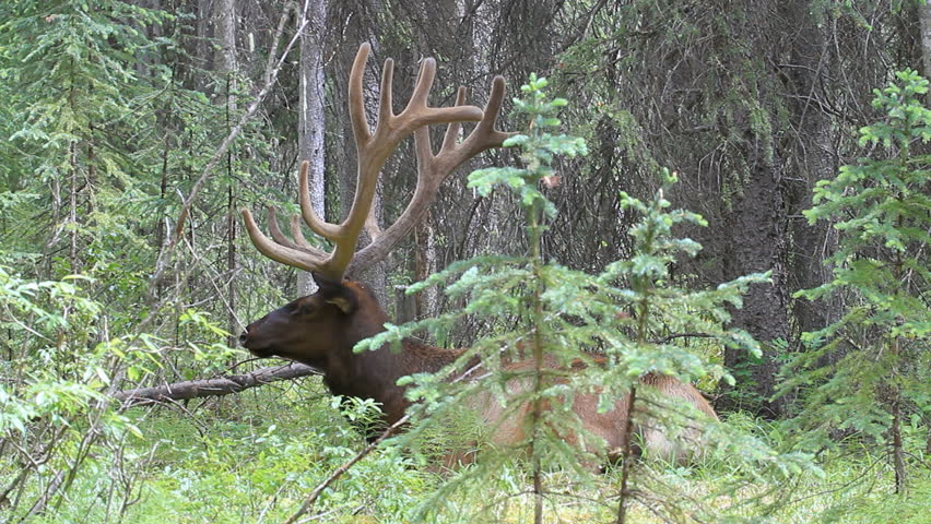 Bull Elk laying in a small clearing surrounded by thick timber and forest. Large antlers still covered by it's summer velvet. Turns hear to look at viewer. Banff National Park, Canada