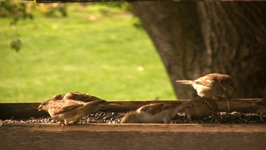 Several sparrows at a bird feeder.
