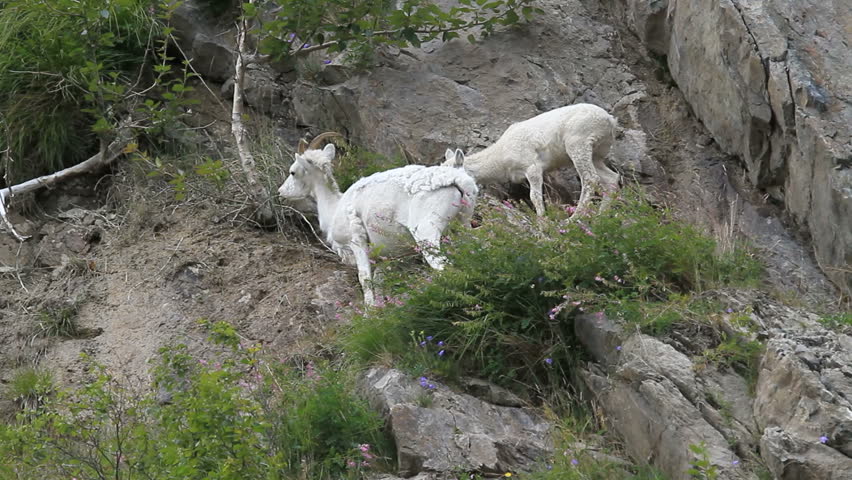 Dall sheep mother ewe and lamb on steep rocky mountain cliff and ledges near Anchorage Alaska. Along mountain in Turnagain Arm. Eating grass. Pure white wild sheep. Wildlife in the wild.