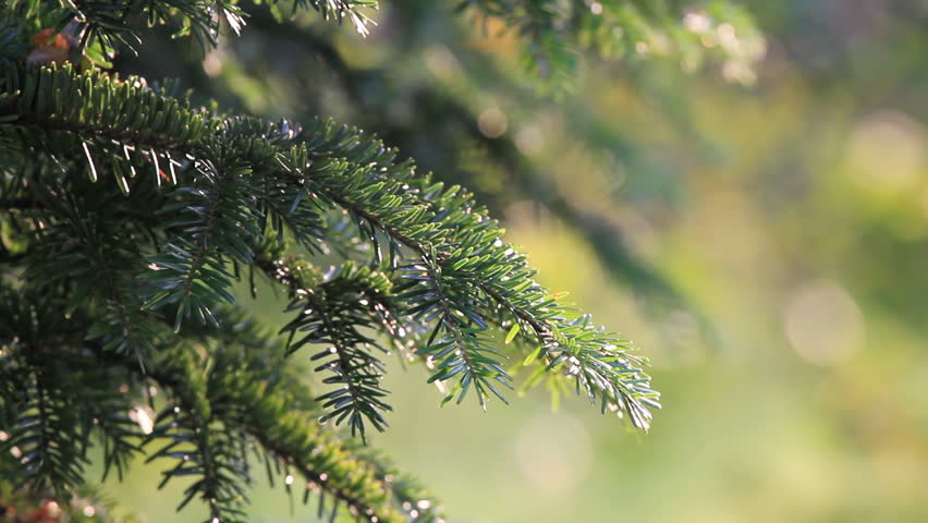 Green pine branch moving in the wind at sunset